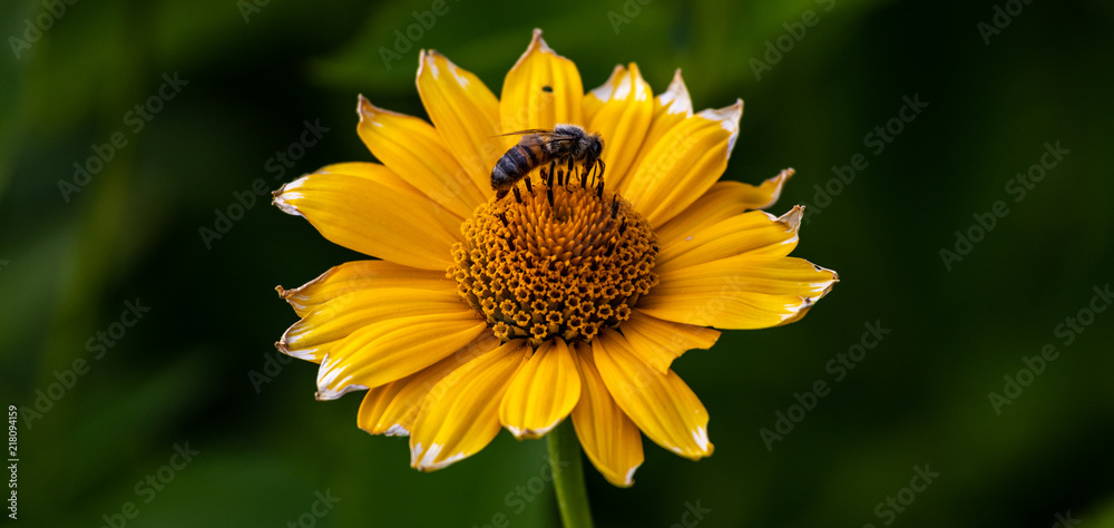 Obraz premium Sonnenauge Blüte gelbe Blume