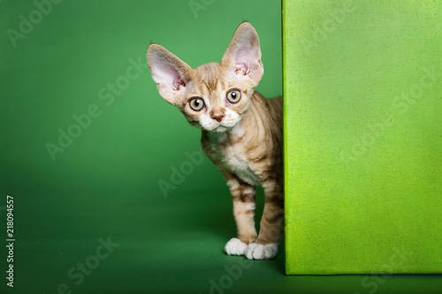 Fotografie Kitten in Green Background