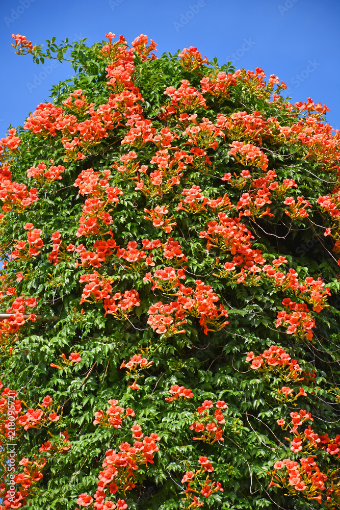 Big climbing bush in bloom in summer.