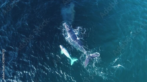 Aerial of white Southern Right whale calf swimming with mother in windy ocean, Hermanus, South Africa photo