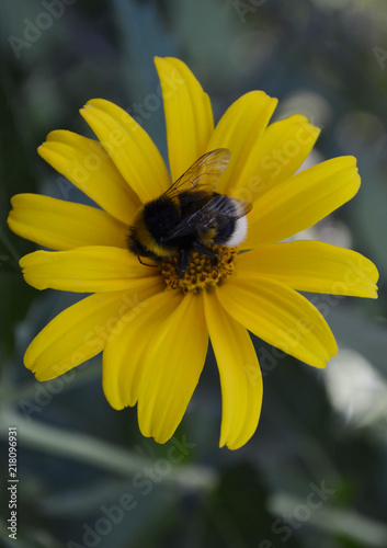 flowers  garden  summer  nature  beautiful  spring  Wallpaper  naturalness  insect  bumblebee  yellow  macro