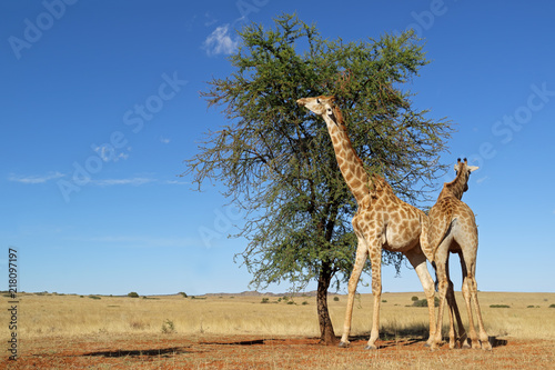 Giraffes (Giraffa camelopardalis) feeding on a thorn tree, South Africa.