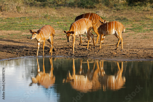 Female Nyala antelopes  Tragelaphus angasii  drinking water  Mkuze game reserve  South Africa.