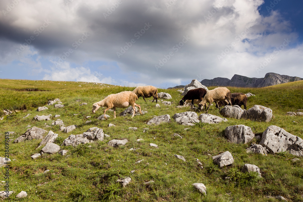 Flock of sheep at beautiful mountain