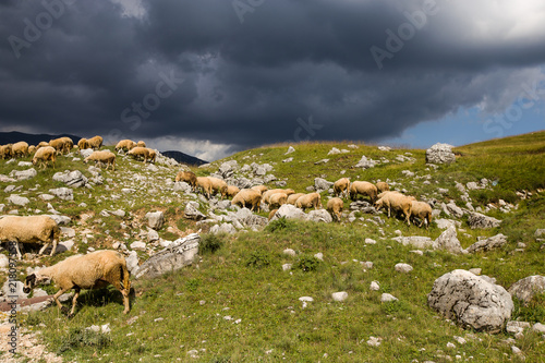 Flock of sheep at beautiful mountain