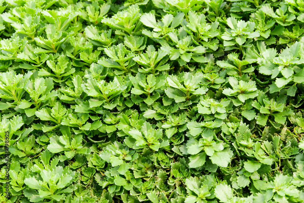 green plant background lawn flower beds decoration green plant background lawn flower beds decoration