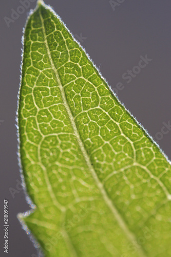 Extreme Macro Leaf