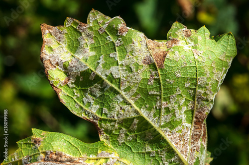 A dangerous disease of grape Mildew - downy mildew ( lat. Of plasmopara viticola )