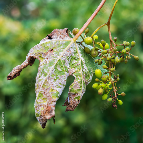 A dangerous disease of grape Mildew - downy mildew ( lat. Of plasmopara viticola )