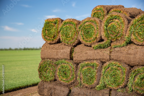 Rolls of turf stacked in preparation ready to be laid in ground Lawn photo