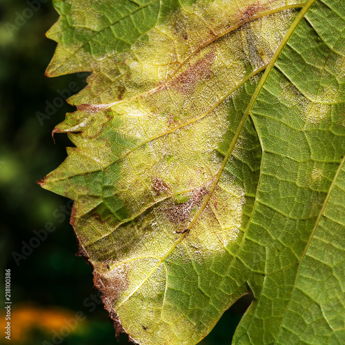 A dangerous disease of grape Mildew - downy mildew ( lat. Of plasmopara viticola ) photo