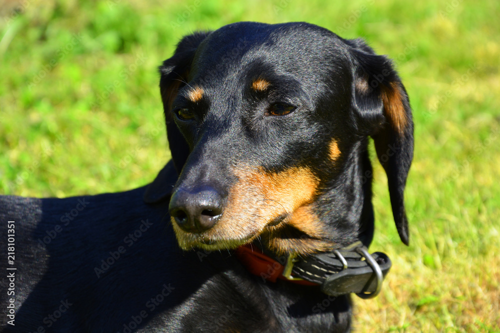 dog, animal, pet, black, canine, puppy, doberman, cute, dachshund, brown, rottweiler, portrait, pets, mammal, domestic, animals, breed, isolated, pinscher, white, purebred, guard, terrier, eyes, dober dog, animal, pet, black, canine, puppy, doberman, cute, dachshund, brown, rottweiler, portrait, pets, mammal, domestic, animals, breed, isolated, pinscher, white, purebred, guard, terrier, eyes, dober