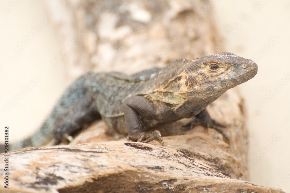 Black Iguana Sunning on Driftwood