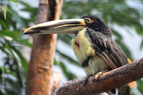 Collared Aracari on a branch