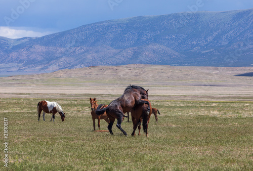 Wild Horses in the Utah Desert in Sumemr © natureguy