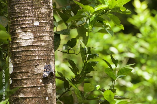 Butterfly Resting on Cecropia Trunk photo