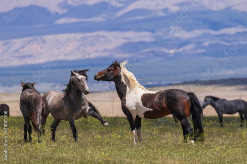 Wild Horses in the Utah Desert in Sumemr