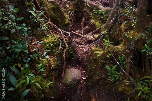 Jungle wild forest with interlacing of the roots of large trees. Landscape at mystical tropical mossy forest with amazing jungle plants. Concept for mysterious nature and fairy tale background..