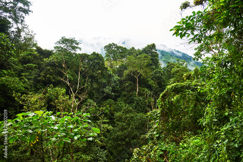 Amazing scenic view tropical forest with a thick fog on background green trees in the morning rays of the sun. Lush green jungle summer background. Traveling and adventure concept.