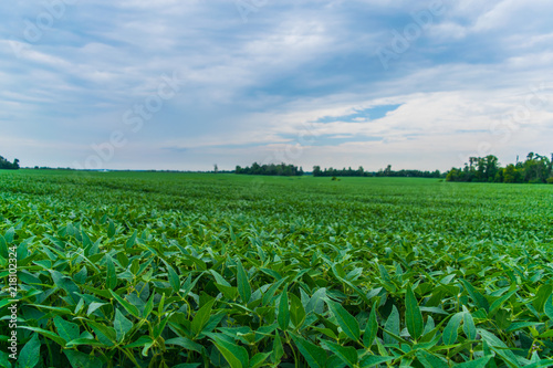 field of soybeans