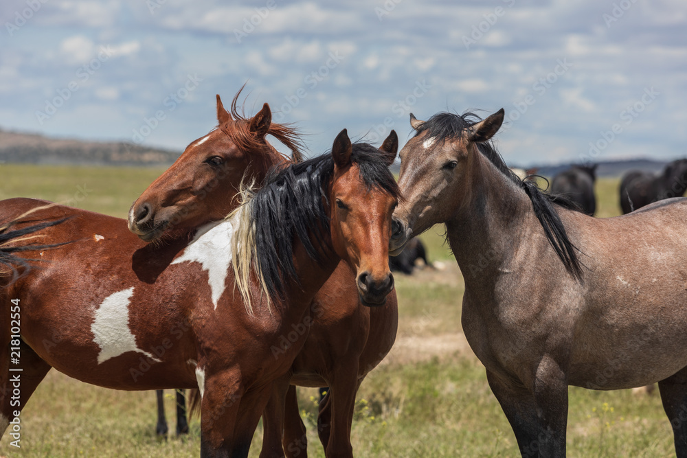 Wild Horses in the Utah Desert in Sumemr