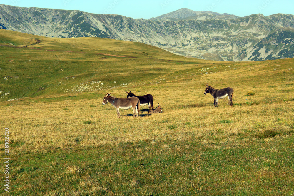 Fototapeta premium Donkeys on the mountain