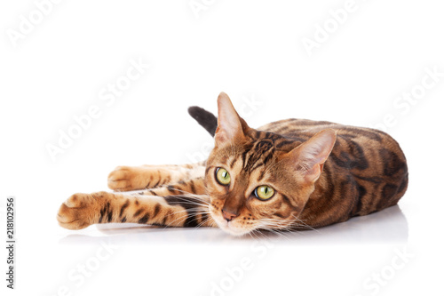 Fototapeta Naklejka Na Ścianę i Meble -  Bengal cat