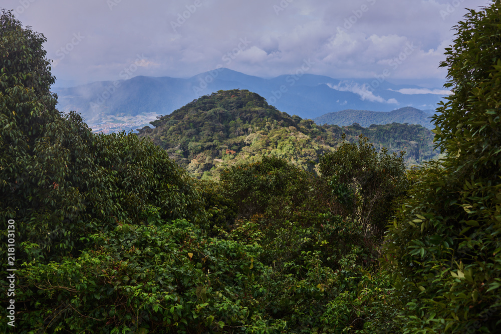 Amazing mountains with tropical fauna,  green bushes and trees.
