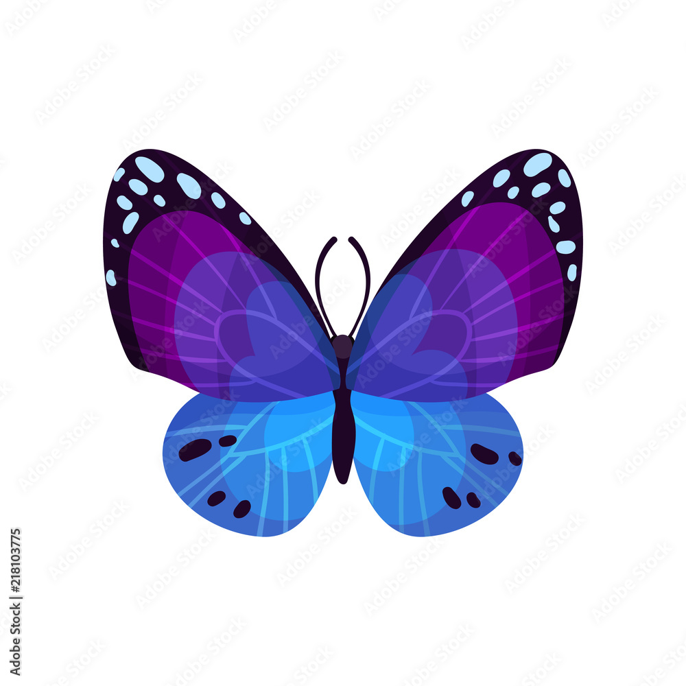 Beautiful bright butterfly insect vector Illustration on a white background