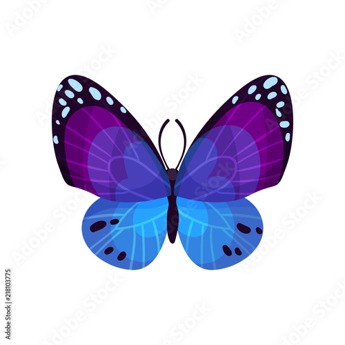 Beautiful bright butterfly insect vector Illustration on a white background © Happypictures