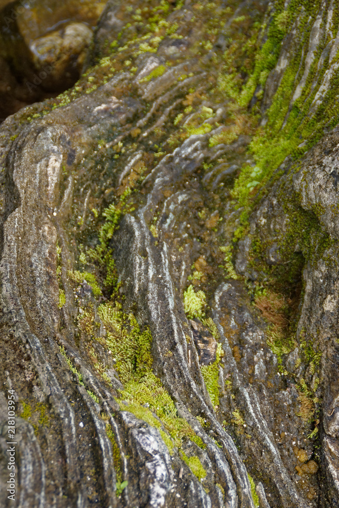 rock and moss in forest rock and moss in forest