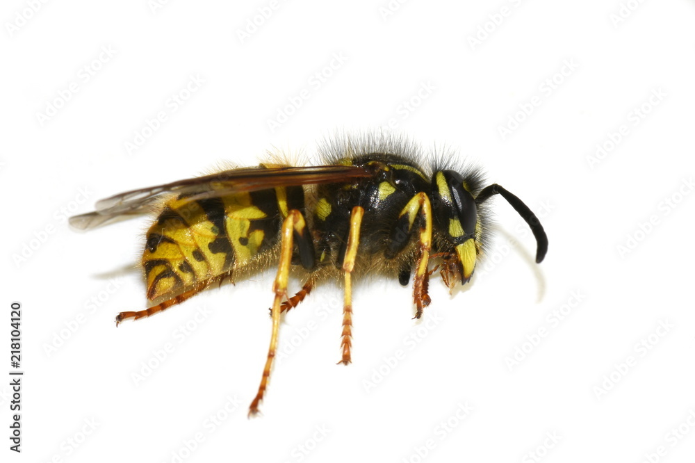 Dead norwegian wasp Dolichovespula norwegica on white background Dead norwegian wasp Dolichovespula norwegica on white background