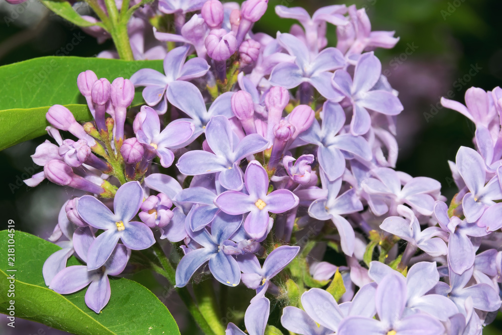 Lilac branch on green background Lilac branch on green background