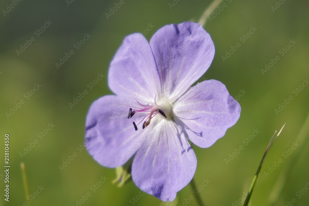 Fototapeta premium Purple flowers in grass. Slovakia