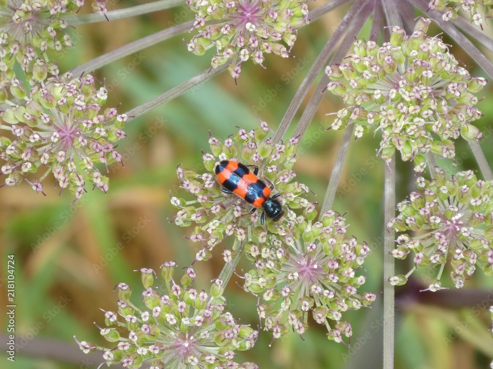 red small bug beetle with black stripes red small bug beetle with black stripes