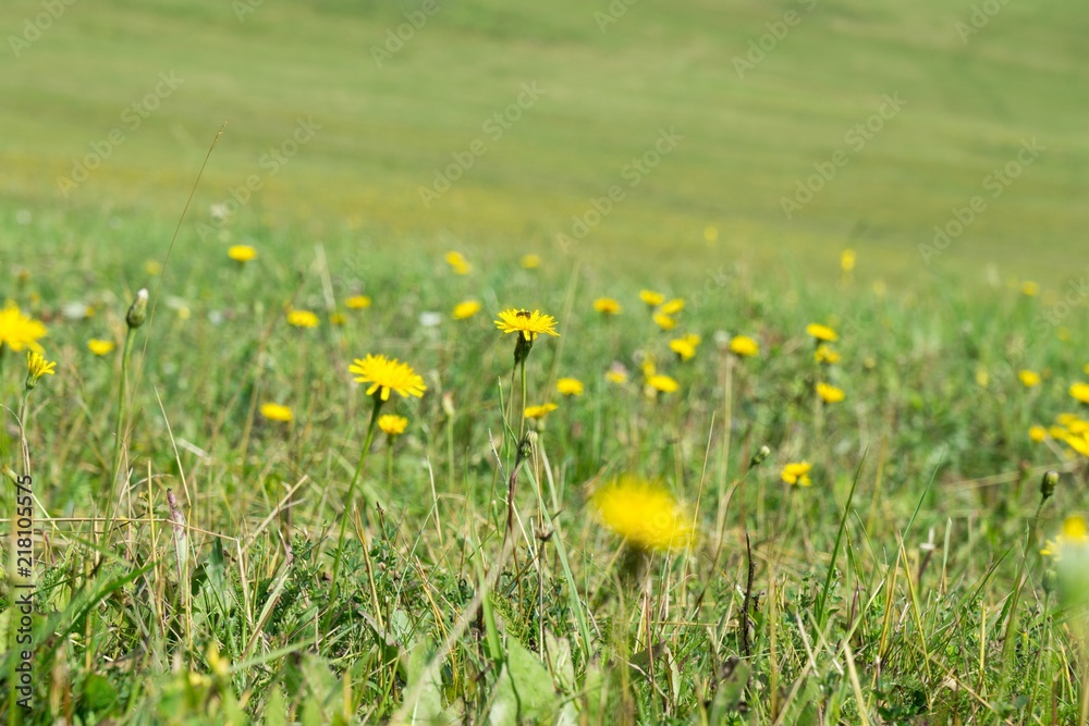 Dandelion in the grass. Slovakia Dandelion in the grass. Slovakia