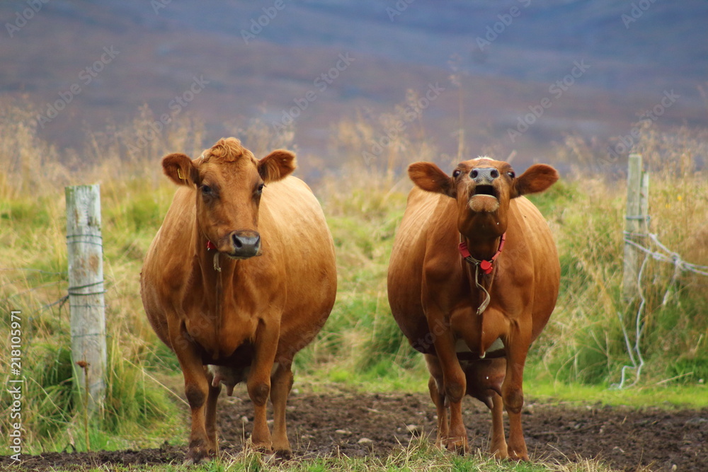 Mooing icelandic cows Mooing icelandic cows