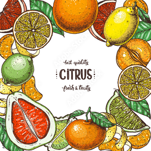 Citrus collection. Hand drawn vector illustration. Organic food frame, citrus design template. Colored illustration. Vintage citrus set.