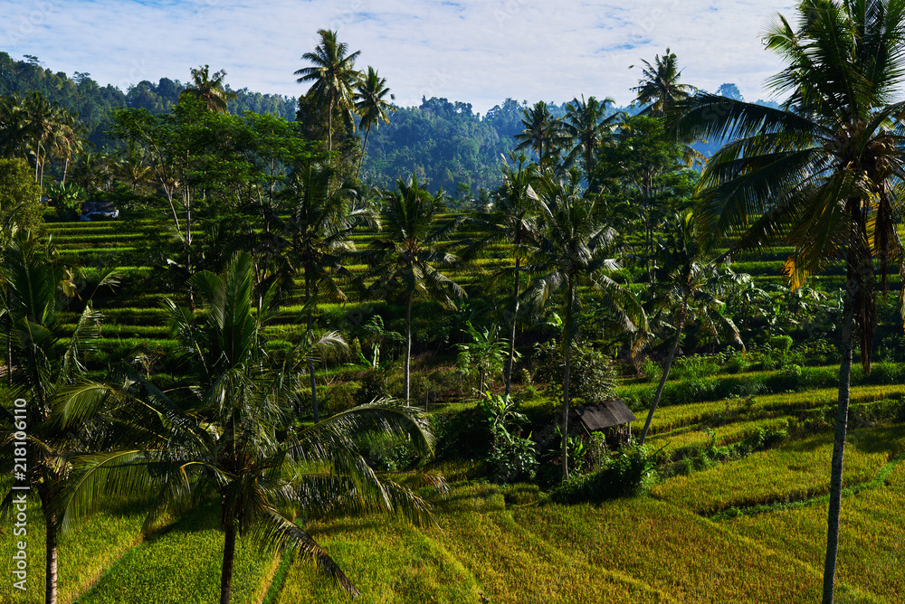 In autumn, in the field of ripened rice. Harvesting period in rice fields. Green and yellow rice ears ripening on field surrounded by dense jungle under blue sky. Indonesia traditional agriculture. In autumn, in the field of ripened rice. Harvesting period in rice fields. Green and yellow rice ears ripening on field surrounded by dense jungle under blue sky. Indonesia traditional agriculture.