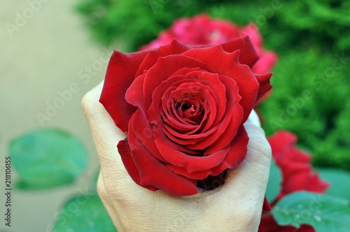 Concept of a woman hand holding a red rose with selective focus