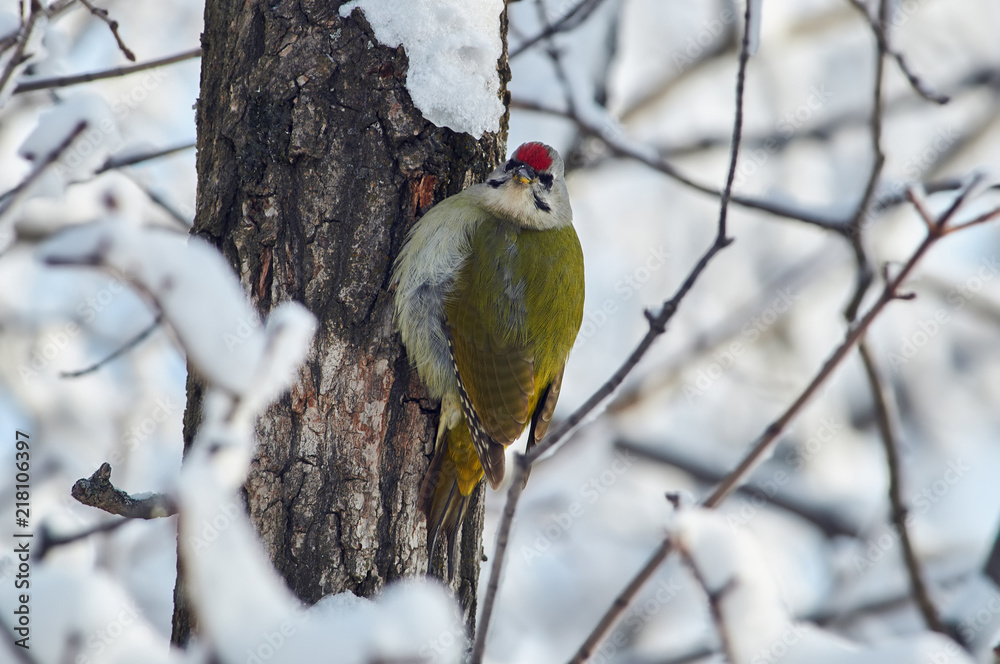 Naklejka premium Grey-headed woodpecker sits on a tree in a winter forest in a natural habitat.