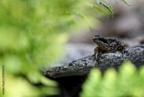 A frog standing on stone in shadows