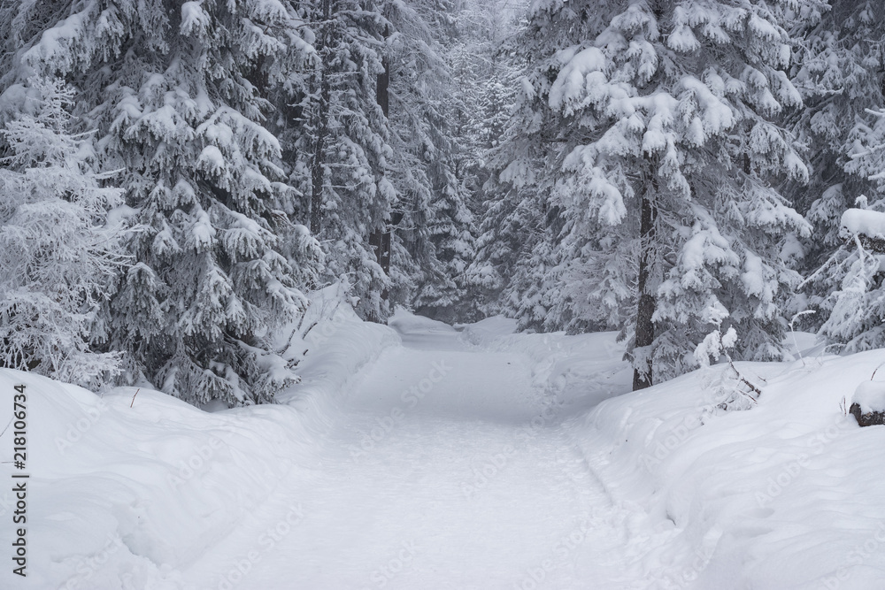 Road in the winter forest