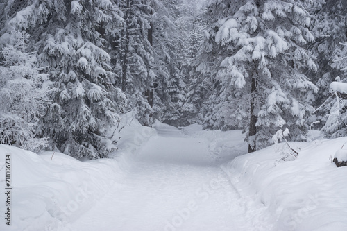 Road in the winter forest