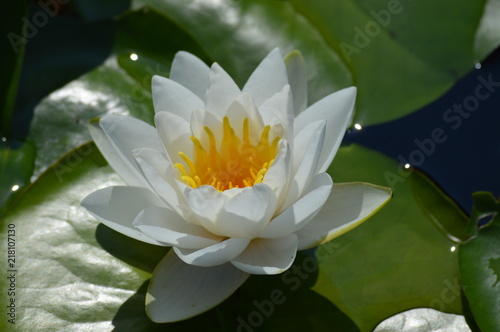 Water lily blooming on the pond