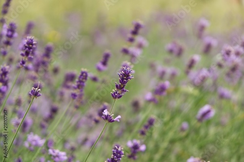 Lavender flower. Slovakia