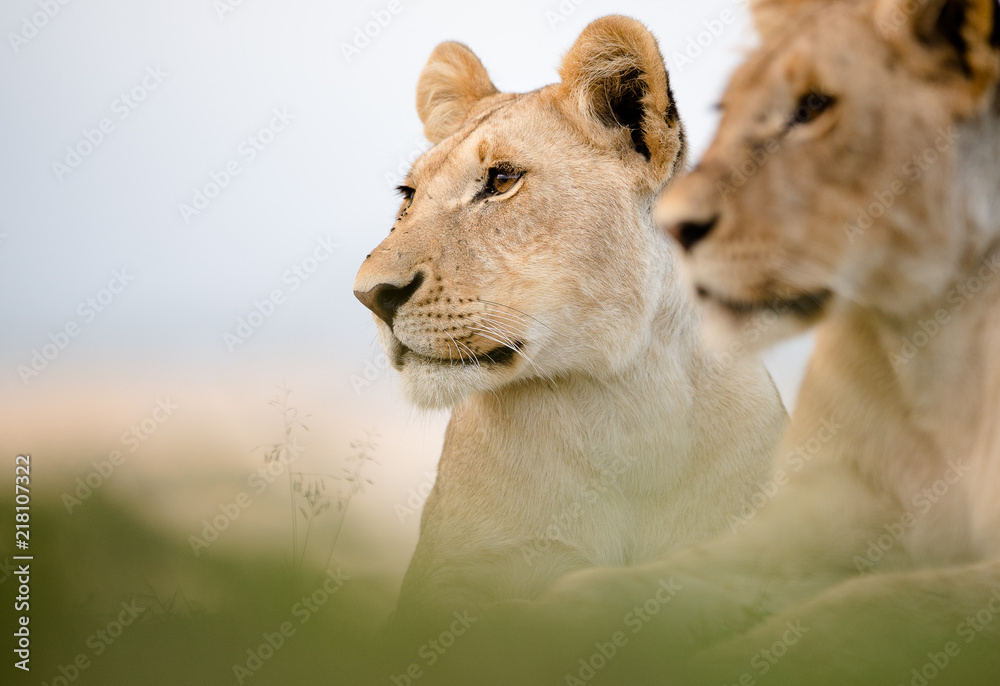 Obraz premium Two lions close up, Masai Mara, KEnya