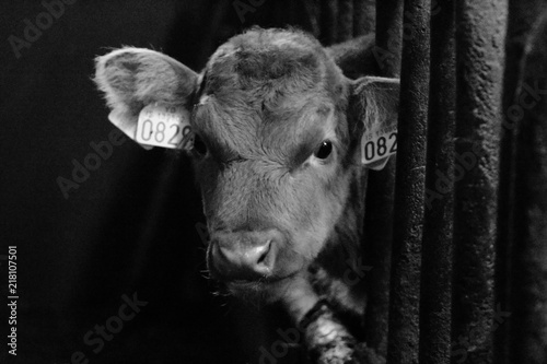 Calf of the icelandic cow