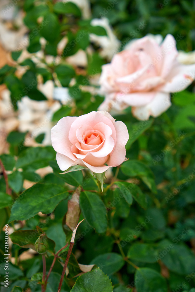 Landscape design. Flowers garden. Flowers in the garden after rain. Flowers macro. The care of garden plants Landscape design. Flowers garden. Flowers in the garden after rain. Flowers macro. The care of garden plants