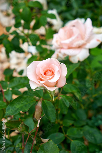 Landscape design. Flowers garden. Flowers in the garden after rain. Flowers macro. The care of garden plants